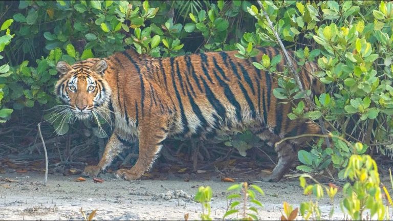 royal bengal tiger
