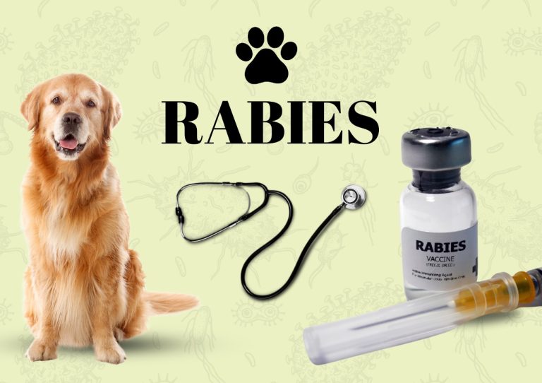 Rabies (1)