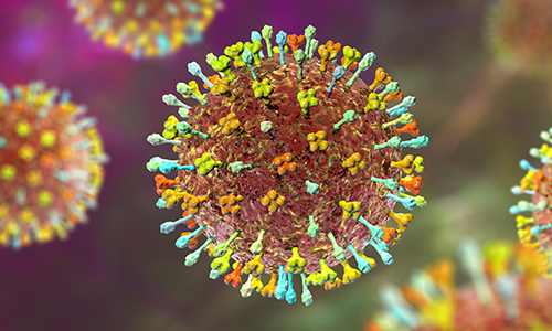 Nipah-Virus